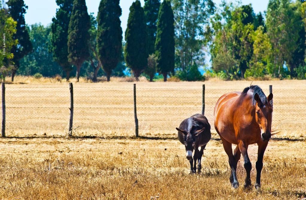 Podere Del Gesso Tarquinia Exterior foto
